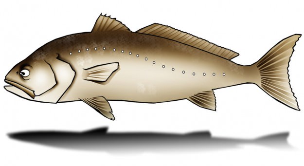 corvina